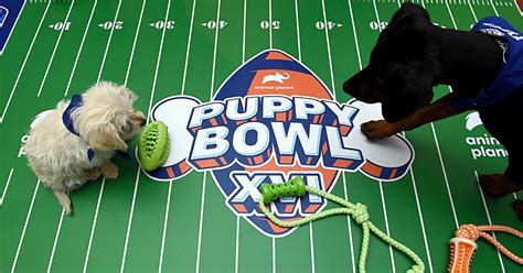 Puppy Bowl 2024 Highlights Png
